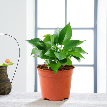 花百芬绿萝植物盆栽室内水培植物常盘景绿植花卉办公室盆栽四季常青绿
