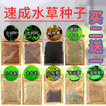 造景水草种子增氧养鱼水草花草真草懒人水草泥造景 大对叶水草种子 2