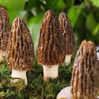 5折新鲜羊肚菌鲜货云南特产半野生菌菇羊肚菇蘑菇新货煲汤食材500g装