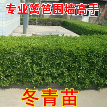 冬青樹苗庭院別墅小區四季常青籬笆植物常綠南北方圍牆冬青苗耐寒冬青