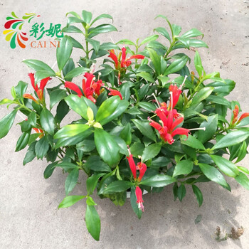 室内阳台客厅四季花卉金鱼花吊兰金凤还巢口红花海豚花垂吊盆栽花 带