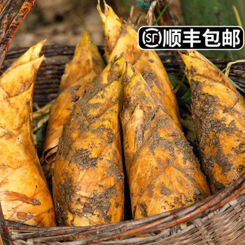 颜曼箐冬笋新鲜野生鲜竹笋农家现挖湖南特产黄泥冬笋毛竹笋楠竹笋子 500g 3两左右/个【图片 价格 品牌 报价】-京东