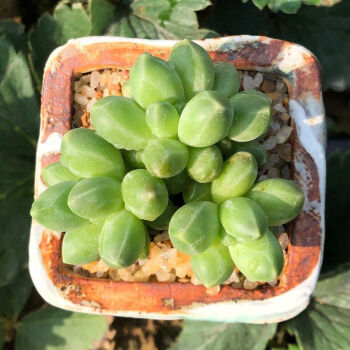 限定品】 みゆみゆ様 多肉植物棚 DD-IT9 3点目 植物/観葉植物 - uryvet.fr