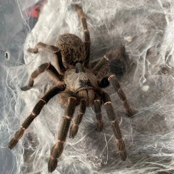 斜直角巴布橙巴布海格力斯巨人巴布多哥星团巴布铁锈红东非角巴布 角