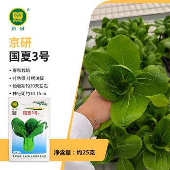 鸡毛菜苗　上海青 菜苗 ミニ青梗菜の苗　食用　ネコポスいっぱい 鸡毛菜苗 上海青 菜苗 ミニ青梗菜の苗 食用 ネコポスいっぱい