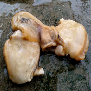 河蚌肉新鲜活体现杀去壳鲜蚌肉冷冻净肉活体大河蚌 一斤半新鲜河蚌肉