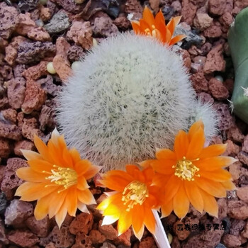 仙人球多肉植物软毛不扎手好养开花仙人掌趣味盆栽雪丽山35cm裸根不