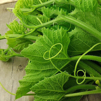 四川新鲜南瓜藤现摘南瓜尖农家绿色专吃南瓜叶茎野菜减脂蔬菜批发