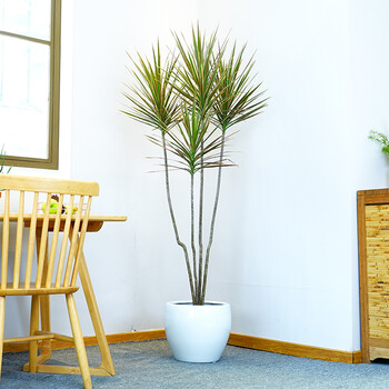 手耕田 马尾铁植物大型绿植办公室 室内 盆栽七彩马尾铁吸甲醛千年木