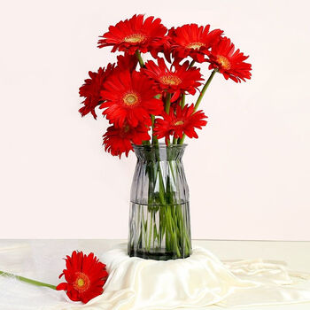 家用水养插花同城速递基地直供 不含花瓶 非洲菊红色18支 2支防损耗