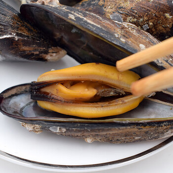 海虹鲜活青口贝淡菜新鲜舟山海鲜水产冷冻大贻贝贝类野生海红