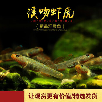 达泽侠原生溪吻虾虎鱼冷水观赏鱼子陵白面黄唇纹腮黏皮溪流吻蝦虎活体鱼 溪吻公母配对2条23cm【图片 价格 品牌 报价】-京东