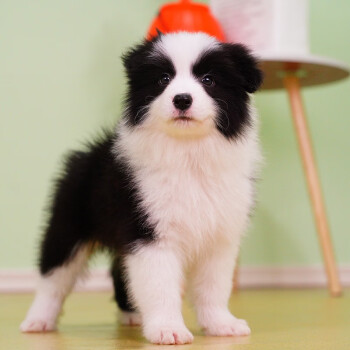 伊寵邊牧幼犬邊境牧羊犬七白三通邊牧幼犬黑白隕石色紅色黑白色邊牧