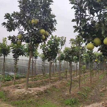 柚子树苗大树红心蜜柚树庭院特大地栽嫁接三红柚子树苗盆栽柚子苗南北种植四季常绿10公分171cm 含 0cm 含 图片价格品牌报价 京东 柚子树苗大树红心蜜柚树庭院特大地栽嫁接三红柚子树苗盆栽柚子苗南北种植四季常绿10公分171cm 含 0cm 含 图片价格品牌报价 京东