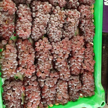 金娃娃葡萄 一点红葡萄 袖珍籽小葡萄 京东生鲜 当季水果1500g