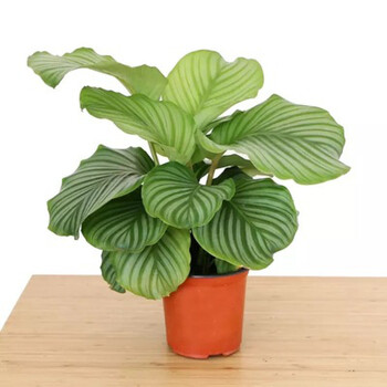 青苹果竹芋盆栽室内办公绿植水培植物客厅四季喜阴常青观叶花卉正 大