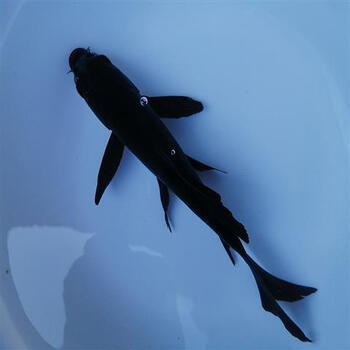 荣郁锦鲤冷水龙凤金鱼黑金锦鲤鱼黑色活鱼乌金纯种易活风水鱼龙凤黑金