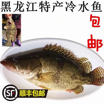 茗老汉黑龙江特产抚远东北特产冷水新鲜鳌花鱼鳜鱼桂花鱼桂鱼顺丰22斤