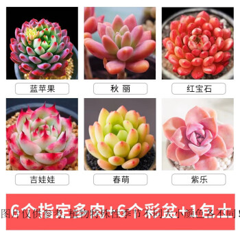 多肉植物小苗品牌及商品- 京东