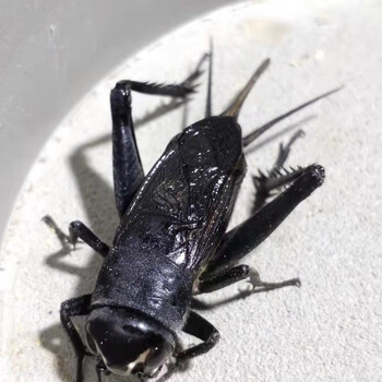 活虫活体玉眼黑虫缎子青野生天津油葫芦鸣虫崛起商贸花姿妖 冰糖紫 5