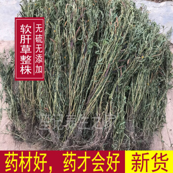 软肝草功效作用图片