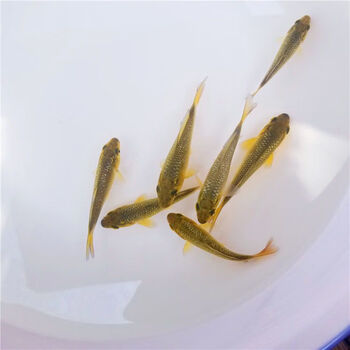 银鳞锦鲤银鳞空鲤闪鳞大型锦鲤冷水观赏鱼观背锦鲤 5厘米银鳞红茶2条