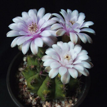 仙人球仙人掌带花苞阳台盆栽植物室内办公室绿植易开花绯花玉翠晃冠