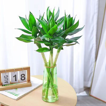 节节高水培文昌竹绿植花卉植物室内花富贵竹水养开运转运竹带根 [文昌