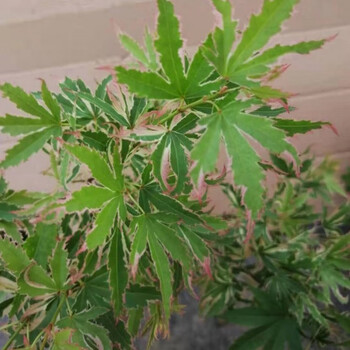 进口蝴蝶枫树苗 彩色枫树日本红枫树苗庭院盆景盆栽 五彩蝴蝶枫苗