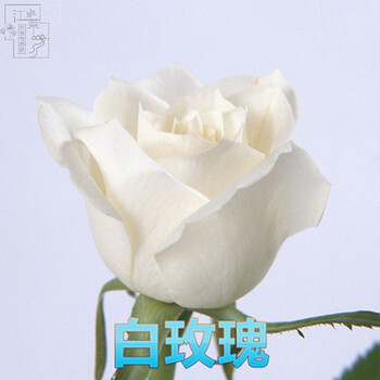 爬藤蔷薇花种子玫瑰花种子四季室内盆栽易种花卉庭院阳台月季花籽5 白色玫瑰玫瑰种子50粒 图片价格品牌报价 京东