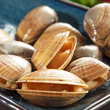 鲜活黄蚬子新鲜无沙鲜活黄海特产黄蚬子蛤蜊活海鲜蚬子宏嘉睿1斤