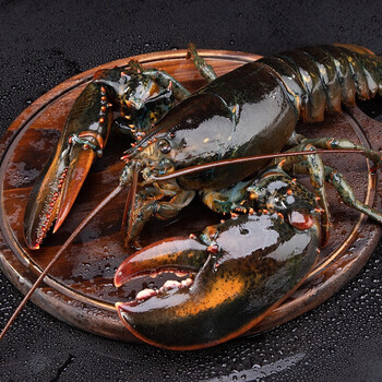 加拿大波士顿龙虾鲜活海鲜水产大虾 4500g/只(9斤) 大龙虾1只