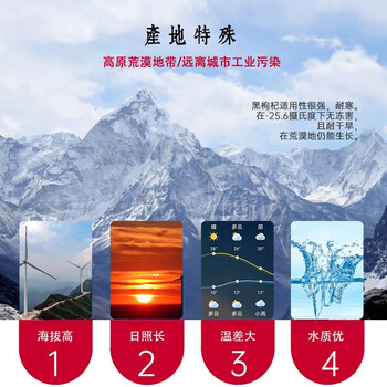 溯珍源 优选头茬大颗粒黑枸杞 罐装150g 黑枸杞15g*10盒