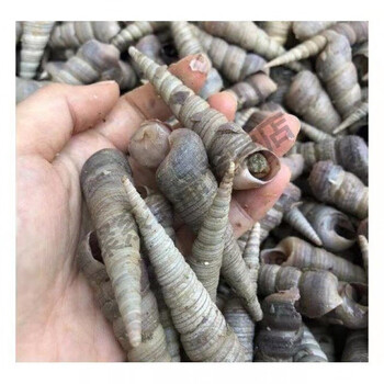 新鲜钉螺连云港钉螺贝类海鲜海瓜子螺丝贝壳类生鲜田螺鲜海螺带尾钉螺