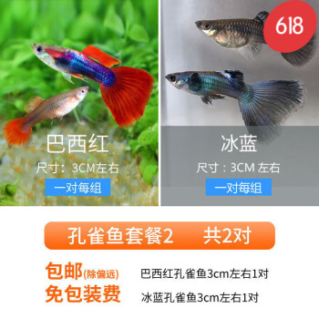 冰蓝孔雀鱼和全红杂交图片