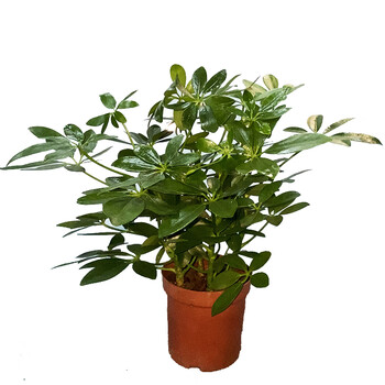 花知态七叶莲鸭脚木盆栽植物阳台客厅办公室内花卉绿 原盆 鸭脚木