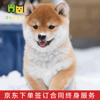 柴犬宠物价格报价行情- 京东