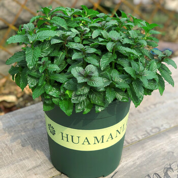 食用香草薄荷迷迭香牛至藿香西餐糕点香料九层塔罗勒一加仑盆带盆栽好