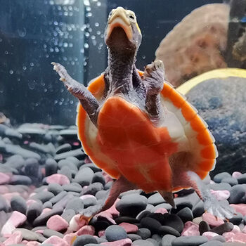 圆澳龟苗活体乌龟深水混养龟蛋龟圆奥成体红腹宠物龟鱼缸清道夫 7到8