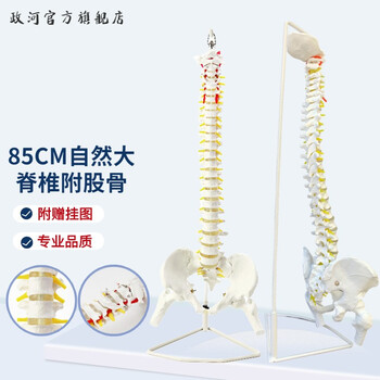 椎体模型品牌及商品- 京东