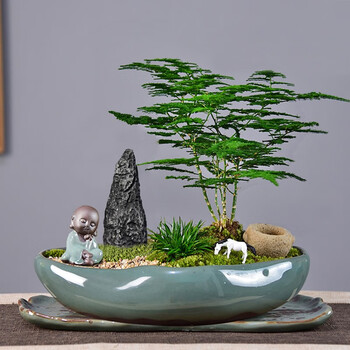 自然空间 zrkonjn 云竹盆景唐山矮生文竹植物室内办公桌面盆景好养(趣