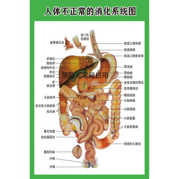 活体解剖器官图片