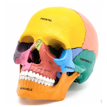 头骨模型 pnatomy 1比1真人大小彩色头骨模型颅骨解剖整形美容口腔
