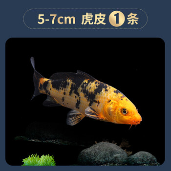 观赏鱼锦鲤鱼活鱼金鱼小型淡水好养红鲤鱼纯种小锦鲤鱼苗57cm虎皮1条