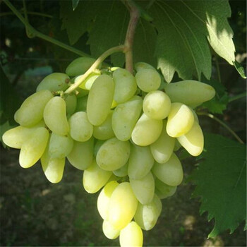 盆栽地栽花园阳台栽种适宜 南方北方适宜 红提 美人指 青提葡萄 三年