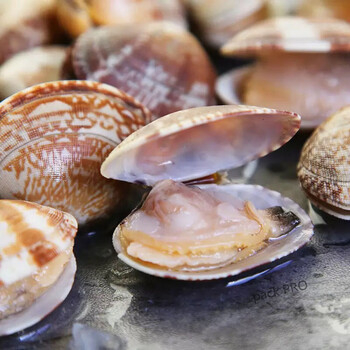 花甲新鲜鲜活无沙大花甲花蚬子海鲜水产 礼盒定制款 3斤