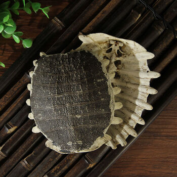 生鳖甲新货鳖甲鳖盖子鳖甲壳整个甲鱼壳干货鲜制鳖甲鳖甲100克