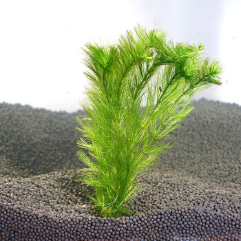 美人雾 水草活体懒人草鱼缸造景有茎类水榕中后景真水草小鱼缸造景