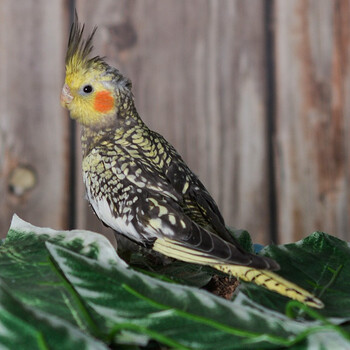 玄凤鹦鹉高端活鸟活物鸟粮鸟笼手养幼鸟活体亲人观赏宠物红脸古铜金