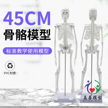 人体骨架模型45cm - 京东